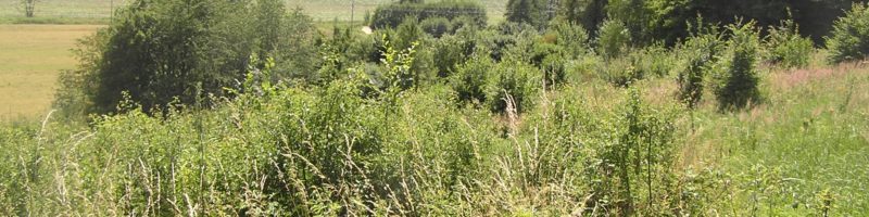 Prázdné pozemky – nová iniciativa přístupu k půdě