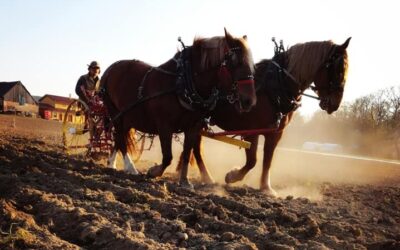 Jak postupují přípravy vzdělávací farmy Konipas?
