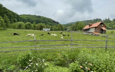 Biostatek v roce 2021: vystoupení z EZ i prvotřídní seno pro ovečky